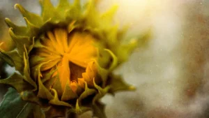 Gelbe Blume, deren Knospe sich langsam öffnet