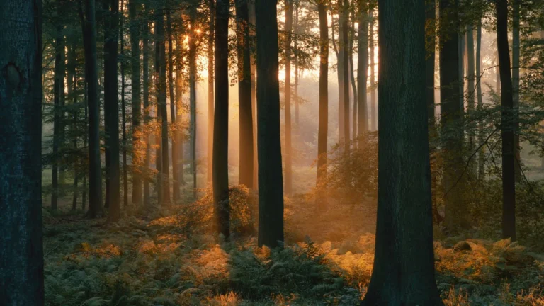 Sonne die durch Bäume im Wald golden scheint