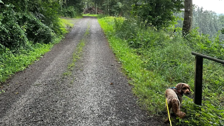 Waldweg