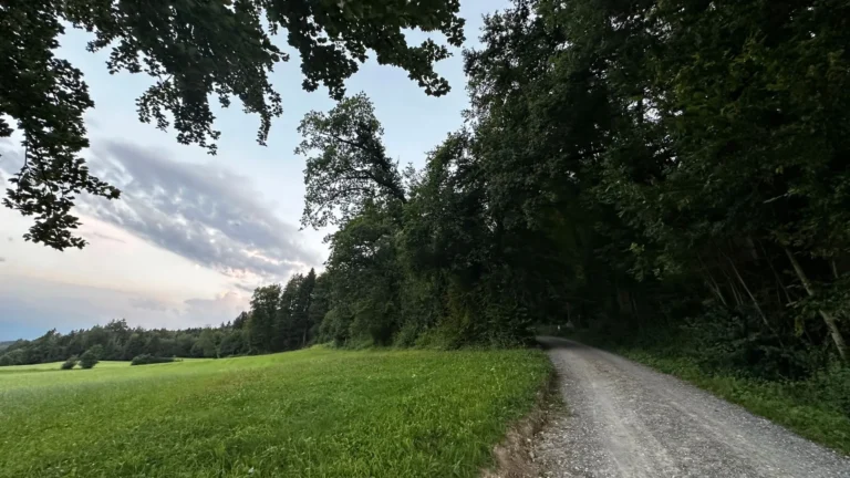 Podcast aus dem Wald - Bild von einem Waldrand