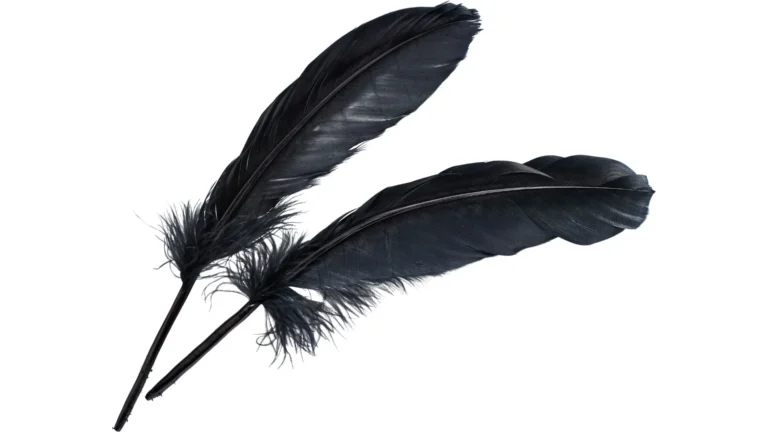 Zwei dunkle Federn als visuelles Sinnbild für die Tiefe und Komplexität neurodivergenter Wahrnehmung – stehen für Hochsensibilität, Reizverarbeitung und innere Stärke