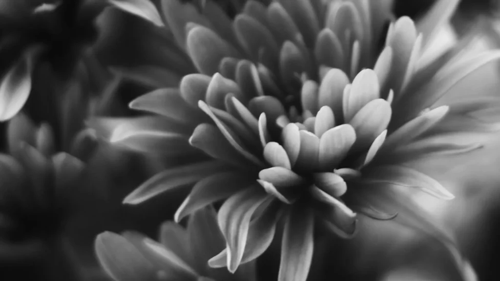 Schwarz-Weiß-Makroaufnahme einer Blüte, Symbol für Sensibilität, innere Feinheit und die vielschichtigen Ebenen von Hochsensibilität und Traumaheilung.