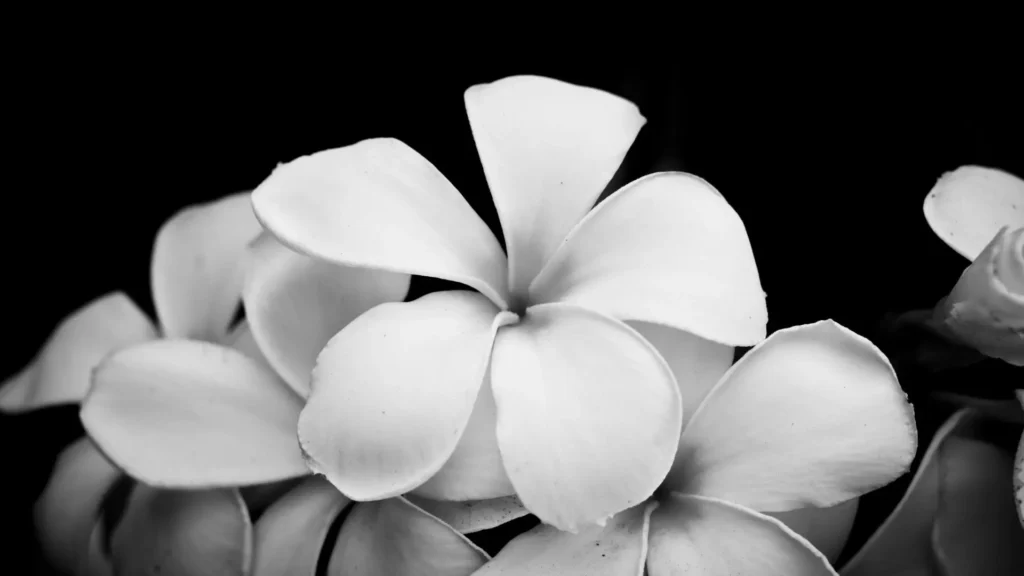 Schwarz-weißes Nahaufnahmefoto einer geöffneten Blüte mit weichen Blütenblättern vor dunklem Hintergrund – Symbol für Sanftheit, innere Sicherheit und behutsame Nervensystem-Regulation.