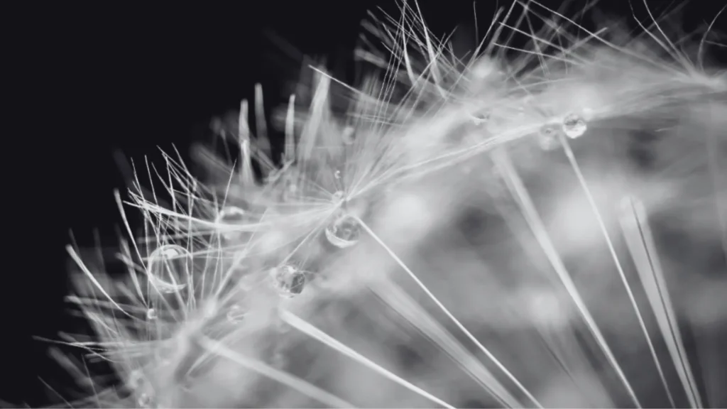 Schwarzweiß-Makroaufnahme einer Pusteblume (Löwenzahn) mit feinen Samenfäden und glitzernden Wassertropfen; zarte, luftige Naturästhetik als Symbol für Hochsensibilität, feine Wahrnehmung, Reizverarbeitung, Nervensystem-Regulation, innere Orientierung und Sicherheit.