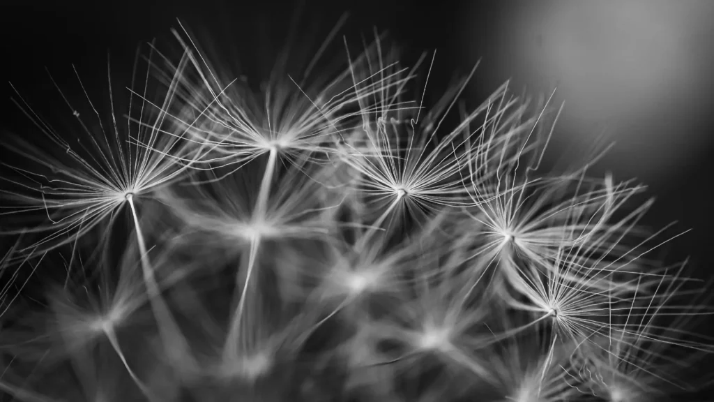 Schwarzweiß-Makroaufnahme von filigranen Pusteblumen- bzw. Löwenzahn-Samen (Fallschirmchen) mit feinen Fäden und weichem Bokeh-Hintergrund; ruhige, zarte Naturästhetik als Symbol für Hochsensibilität, feine Wahrnehmung, Reizverarbeitung, Nervensystem-Regulation, innere Orientierung und Sicherheit.