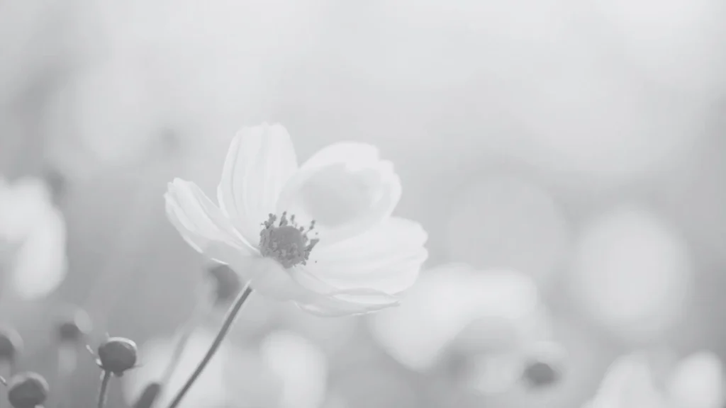 Zarte Schwarzweißaufnahme einer einzelnen Kosmosblüte (Cosmea) mit weichem Bokeh-Hintergrund und viel Luft/Leere im Bild; ruhige, minimalistische Naturästhetik als Symbol für Hochsensibilität, sanfte Reizwahrnehmung, Nervensystem-Regulation, innere Orientierung und Sicherheit.