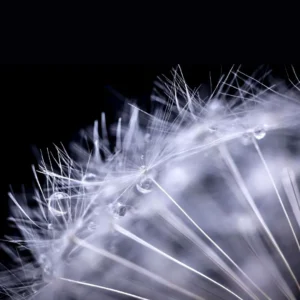 Titelbild zum live Webinar fein Wahrnehmen dein Supertool